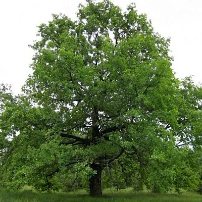Дуб черешчатый   Дуб черешчатый  в Ставрополе