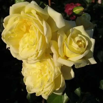 Саженцы роз КАЗИНО плетистая  Саженцы роз КАЗИНО плетистая в Ставрополе