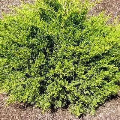 Можжевельник ИЗАБЕЛИН китайский  Можжевельник ИЗАБЕЛИН китайский в Ставрополе