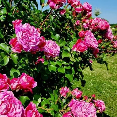 Саженцы роз ИНЕС САСТР плетистая  Саженцы роз ИНЕС САСТР плетистая в Ставрополе