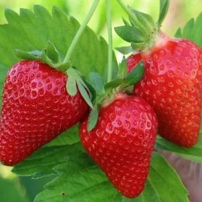 Клубника КЛОДИЯ  Клубника КЛОДИЯ в Ставрополе