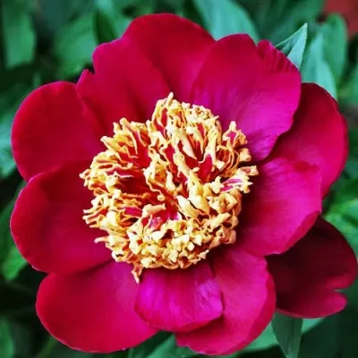 Пион НИППОН БЬЮТИ травянистый — описание сорта Пион НИППОН БЬЮТИ травянистый в Ставрополе
