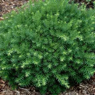 Тис ХИКСИ средний в Ставрополе