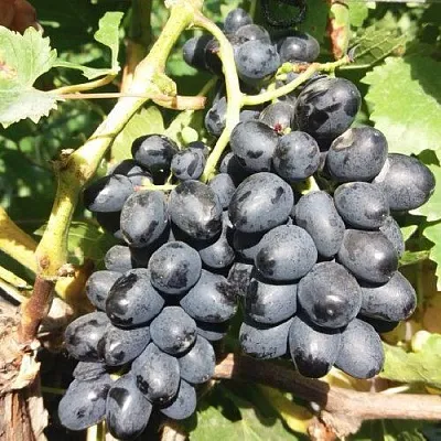 Виноград КИШМИШ АТТИКА  Виноград КИШМИШ АТТИКА в Ставрополе