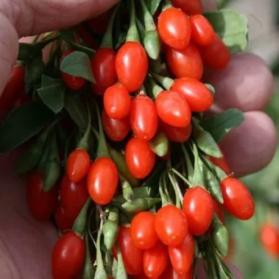 Годжи КОРЕАН БИГ в Ставрополе