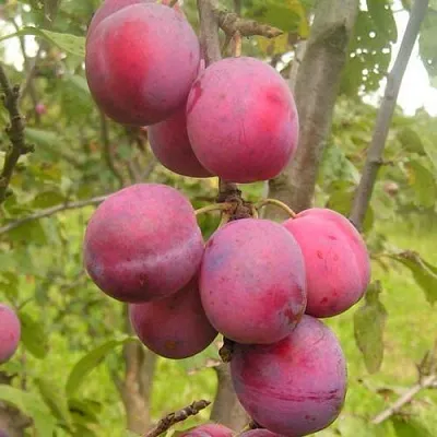 Слива ЭДИНБУРГСКАЯ  Слива ЭДИНБУРГСКАЯ в Ставрополе