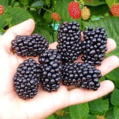 Ежевика ОУАЧИТА бесшипная — описание сорта Ежевика ОУАЧИТА бесшипная в Ставрополе