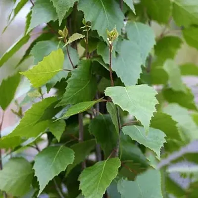 Береза ФАСТИГИАТА повислая   Береза ФАСТИГИАТА повислая  в Ставрополе