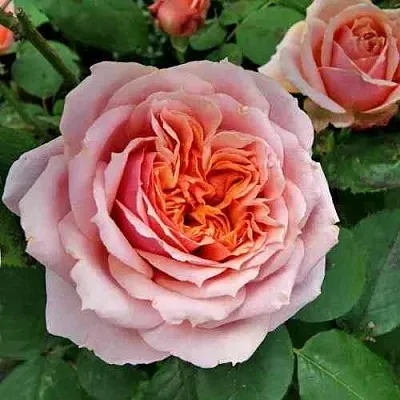 Саженцы роз ПОЛЬ БОКЮЗ шраб  Саженцы роз ПОЛЬ БОКЮЗ шраб в Ставрополе