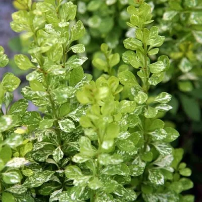 Барбарис ПАУ ВАУ тунберга  Барбарис ПАУ ВАУ тунберга в Ставрополе