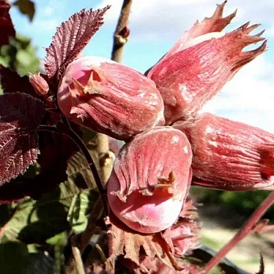 Фундук АЛЫЙ ПАРУС  Фундук АЛЫЙ ПАРУС в Ставрополе