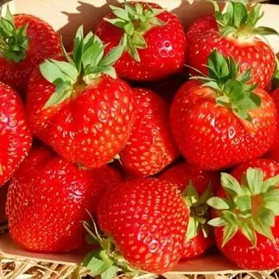 Клубника ЭЛЬСАНТА  Клубника ЭЛЬСАНТА в Ставрополе