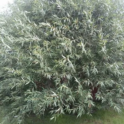 Ива СЕРЕБРИСТАЯ  Ива СЕРЕБРИСТАЯ в Ставрополе