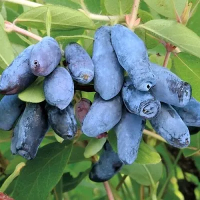 Жимолость съедобная ПАВЛОВСКАЯ  Жимолость съедобная ПАВЛОВСКАЯ в Ставрополе