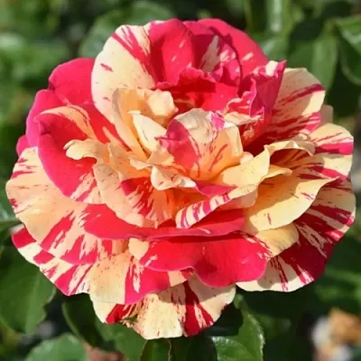 Саженцы роз ВАНИЛЛА ФРАЙЗ плетистая  Саженцы роз ВАНИЛЛА ФРАЙЗ плетистая в Ставрополе