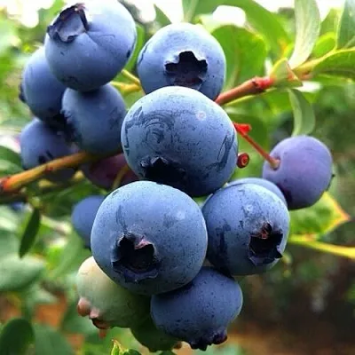 Голубика ДЮК  Голубика ДЮК в Ставрополе