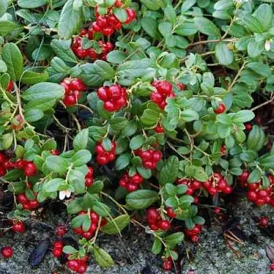 Брусника ЭРТЕЗЕГЕН  Брусника ЭРТЕЗЕГЕН в Ставрополе