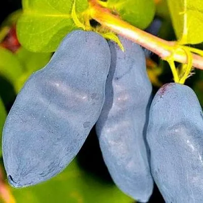 Жимолость съедобная ДЛИННОПЛОДНАЯ  Жимолость съедобная ДЛИННОПЛОДНАЯ в Ставрополе