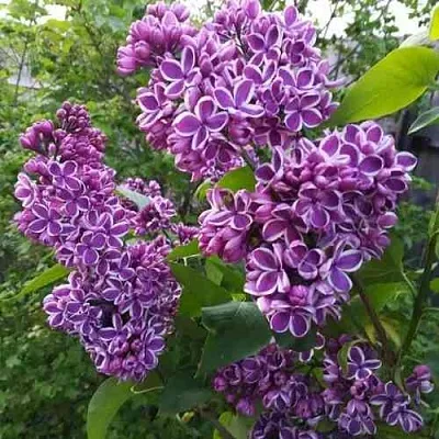 Сирень СЕНСАЦИЯ в Ставрополе