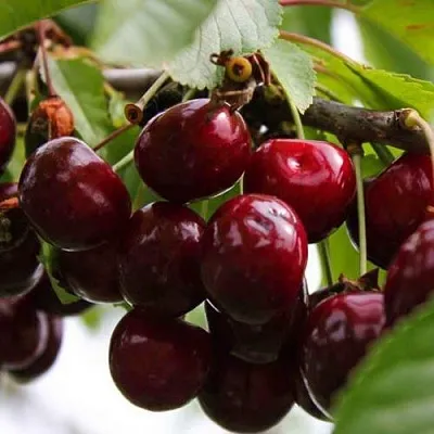 Вишня НОВОДВОРСКАЯ в Ставрополе