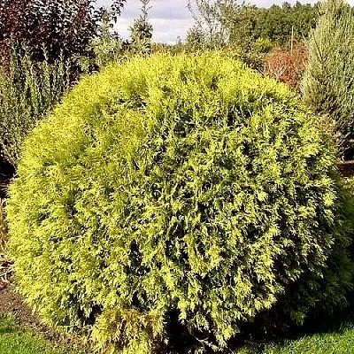 Туя ГЛОБОЗА АУРЕА западная  Туя ГЛОБОЗА АУРЕА западная в Ставрополе