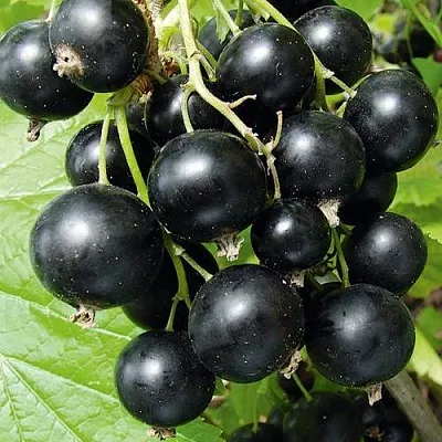 Смородина черная АРАПКА  Смородина черная АРАПКА в Ставрополе