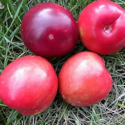 Плумкот БИРИКОККОЛО НОСТРАНО  Плумкот БИРИКОККОЛО НОСТРАНО в Ставрополе