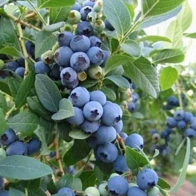 Голубика ЭЛЛИОТ  Голубика ЭЛЛИОТ в Ставрополе