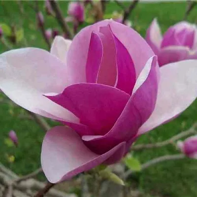 Магнолия СУЛАНЖА  Магнолия СУЛАНЖА в Ставрополе