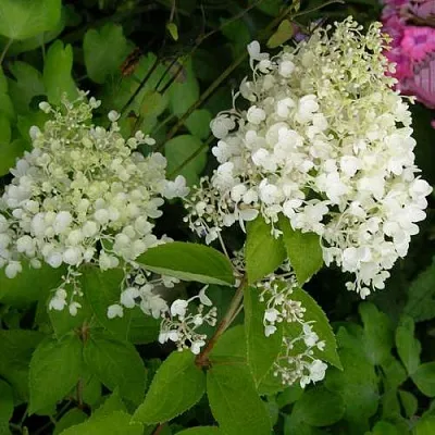 Гортензия ДАРТС ЛИТТЛ ДОТТ метельчатая  Гортензия ДАРТС ЛИТТЛ ДОТТ метельчатая в Ставрополе