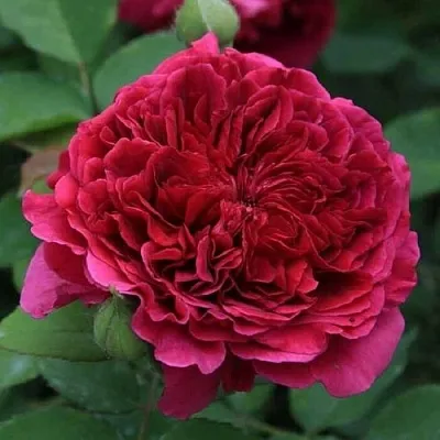 Саженцы роз ТЕСС ОФ ЗЕ ДЭРБЕРВИЛЛЬ английская  Саженцы роз ТЕСС ОФ ЗЕ ДЭРБЕРВИЛЛЬ английская в Ставрополе