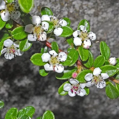 Кизильник ТАНГСТЕДТ горизонтальный  в Ставрополе