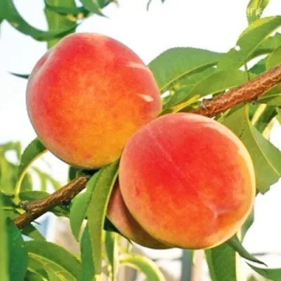 Персик ОНТАРИО — описание сорта Персик ОНТАРИО в Ставрополе