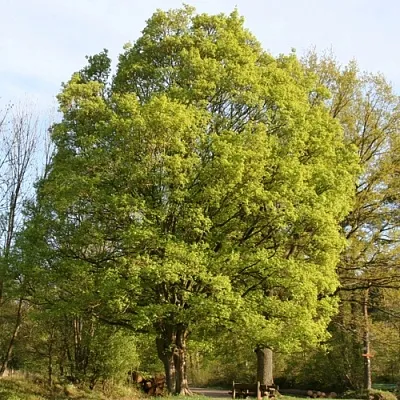 Клен полевой  Клен полевой в Ставрополе