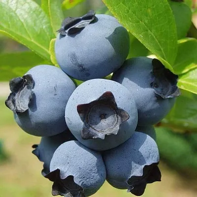 Сладкие сорта   Сладкие сорта  в Ставрополе