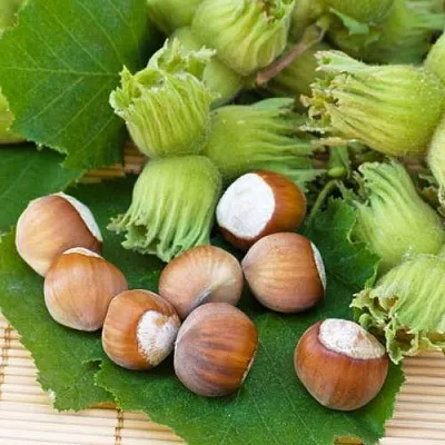 Фундук КРЕПКИЙ ОРЕШЕК  Фундук КРЕПКИЙ ОРЕШЕК в Ставрополе