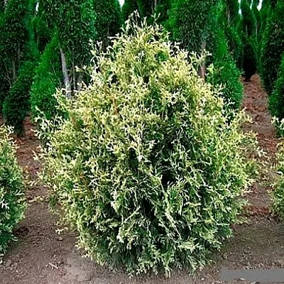 Туя ГОЛД ПЕРЛ западная  Туя ГОЛД ПЕРЛ западная в Ставрополе