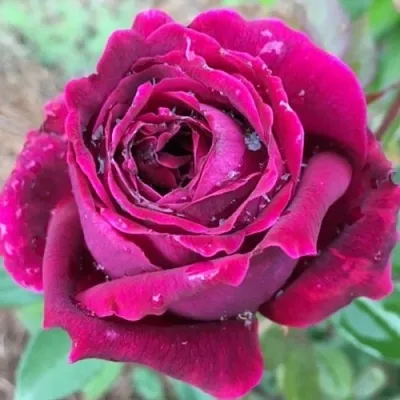 Саженцы роз РОЯЛ ПАЛАС японская  Саженцы роз РОЯЛ ПАЛАС японская в Ставрополе