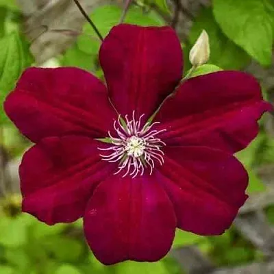 Клематис РУЖ КАРДИНАЛ в Ставрополе