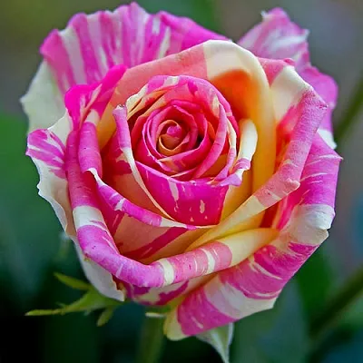 Саженцы роз ФИЕСТА чайно-гибридная  Саженцы роз ФИЕСТА чайно-гибридная в Ставрополе