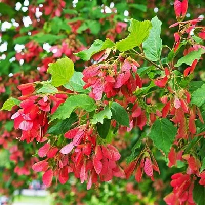 Клен татарский  Клен татарский в Ставрополе