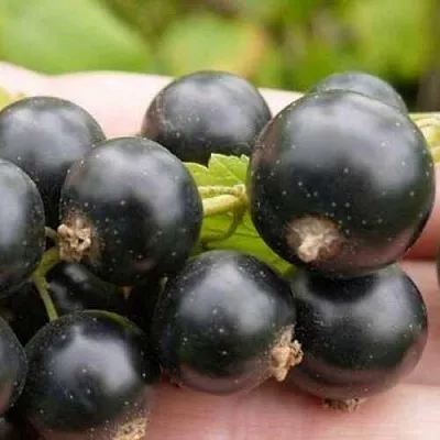 саженцы смородины саженцы смородины