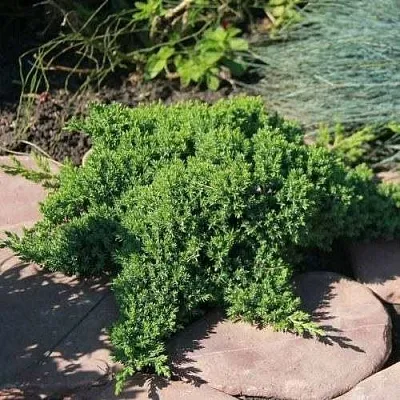 Можжевельник АВАСИ лежачий  Можжевельник АВАСИ лежачий в Ставрополе