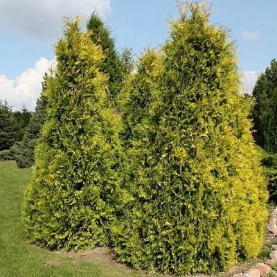 Туя АУРЕОСПИКАТА западная  Туя АУРЕОСПИКАТА западная в Ставрополе