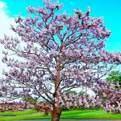 Павловния  Павловния в Ставрополе