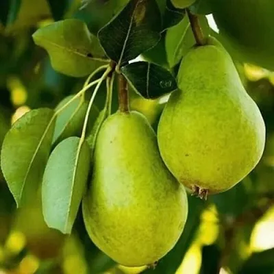 Груша СЕВЕРЯНКА колонновидная в Ставрополе