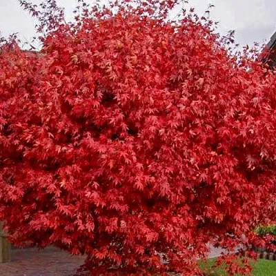 Клен гиннала   Клен гиннала  в Ставрополе