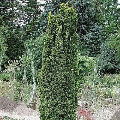 Тис ФАСТИГИАТА РОБУСТА  ягодный  в Ставрополе