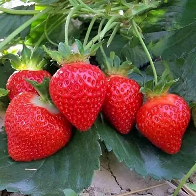 Клубника ТЕА  Клубника ТЕА в Ставрополе