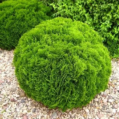 Туя ДАНИКА западная  Туя ДАНИКА западная в Ставрополе